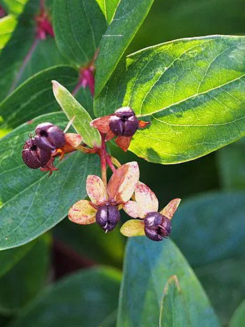 Hypericum patulum | Goldencup St. John's Wort | 50 Seeds