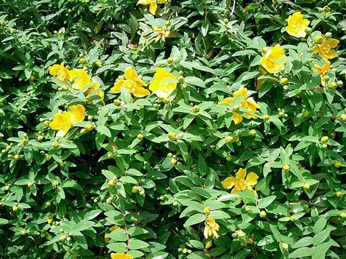 Hypericum patulum | Goldencup St. John's Wort | 50 Seeds