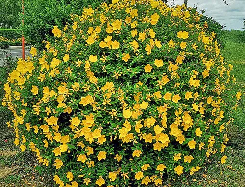 Hypericum patulum | Goldencup St. John's Wort | 50 Seeds