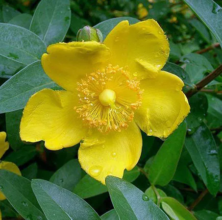 Hypericum patulum | Goldencup St. John's Wort | 50 Seeds