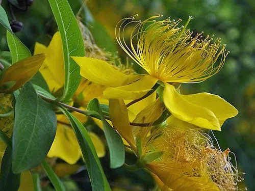 Hypericum patulum | Goldencup St. John's Wort | 50 Seeds